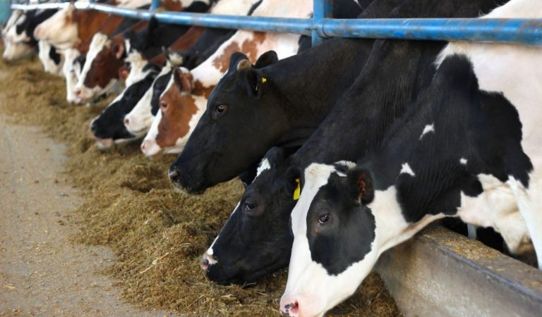 Gevolgen tekort fosfaatrechten melkveehouderij