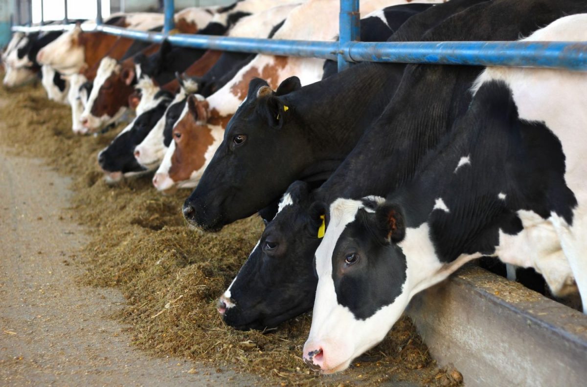 fosfaatrechten bedrijfstoeslag kalveren intensieve veehouderij stikstofemissie