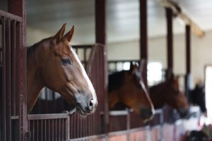manage paardenverblijf paarden overgangsrecht bestemmingsplan