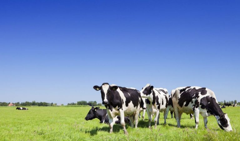 Verlaagde melkveefosfaatreferentie: inbreuk op eigendom?
