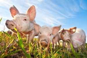 varkensrechten geurhinder varkens in nood