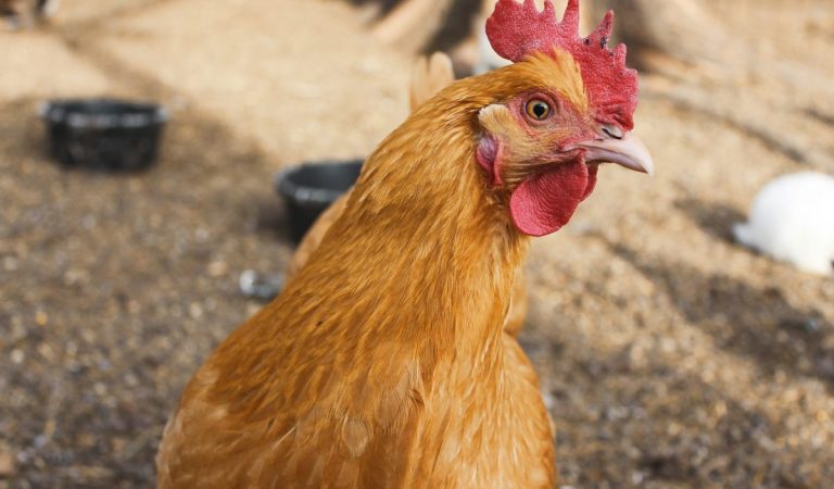 Kraaiende hanen: wanneer is sprake van onrechtmatige hinder?